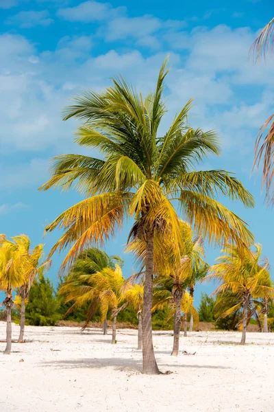 Beyaz kum ve palmiye ağaçları plajda Playa Sirena, Cayo Largo, Küba. Dikey.