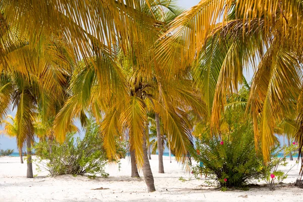 プラヤ シレナ、カヨ ・ ラルゴ、キューバのビーチの白い砂とヤシの木. — ストック写真