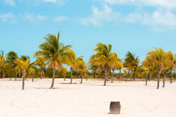 Beyaz kum ve palmiye ağaçları plajda Playa Sirena, Cayo Largo, Küba. Metin için yer kopyalayın.