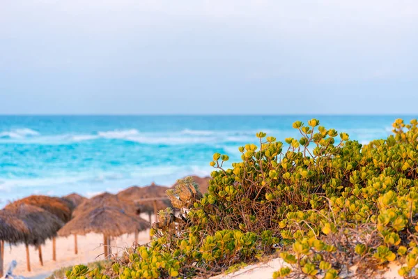 Plantas en la playa de isla de Cayo Largo, Cuba. Copia espacio para texto. Primer plano . — Foto de Stock