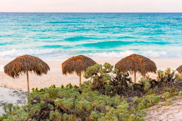 Plants on the beach against the background of umbrellas, island of Cayo Largo, Cuba. Close-up. — Stock Photo, Image