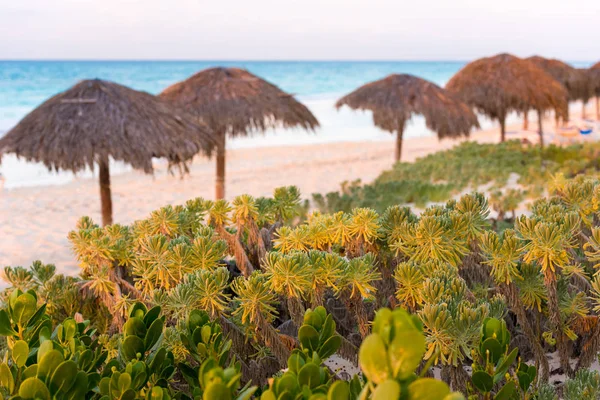 ビーチ パラソル、カヨ ・ ラーゴ島、キューバの背景上の植物。クローズ アップ. — ストック写真