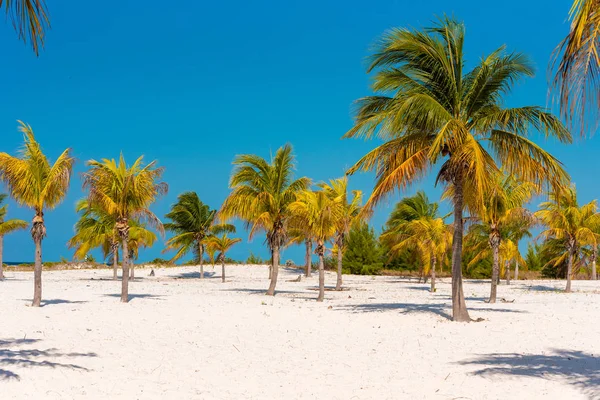 Beyaz kum ve palmiye ağaçları plajda Playa Sirena, Cayo Largo, Küba. Metin için yer kopyalayın.
