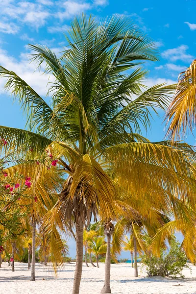 Beyaz kum ve palmiye ağaçları plajda Playa Sirena, Cayo Largo, Küba. Dikey.