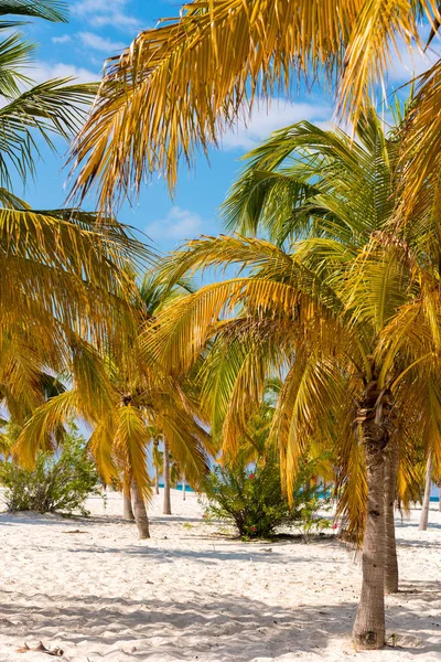 Beyaz kum ve palmiye ağaçları plajda Playa Sirena, Cayo Largo, Küba. Dikey.