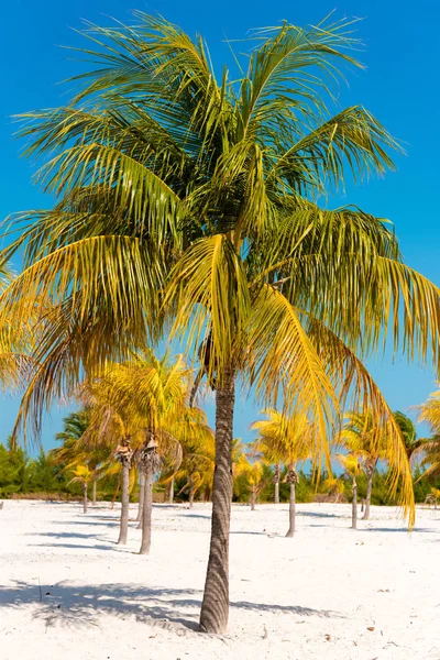 Beyaz kum ve palmiye ağaçları plajda Playa Sirena, Cayo Largo, Küba. Dikey.