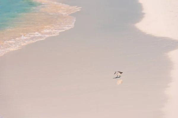 Pássaro na margem da praia Playa Paraíso da ilha de Cayo Largo, Cuba . — Fotografia de Stock