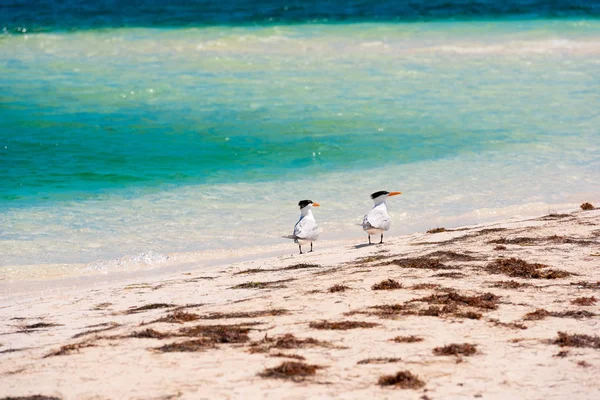 Duas gaivotas na praia Playa Paraíso da ilha de Cayo Largo, Cuba. Espaço de cópia para texto . — Fotografia de Stock