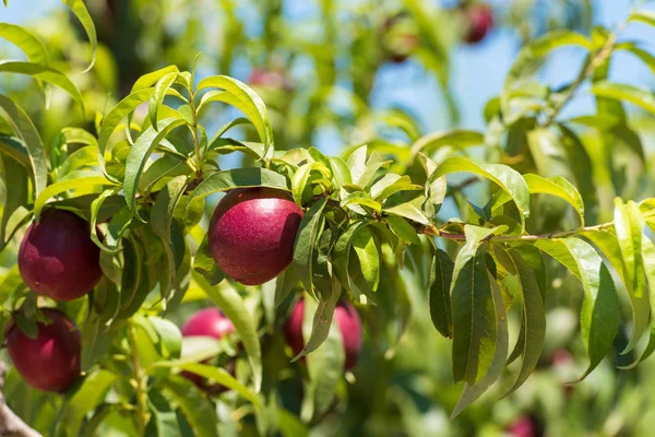 Brunch üzerinde sulu parlak nektarin. Yakın çekim.