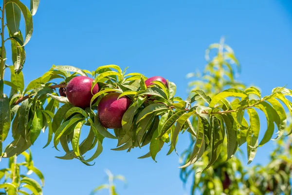 Brunch, mavi gökyüzü arka plan üzerinde sulu parlak nektarin hasat. Metin için yer kopyalayın.