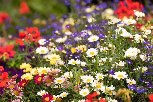 Flores silvestres brilhantes. Close-up . — Fotografia de Stock