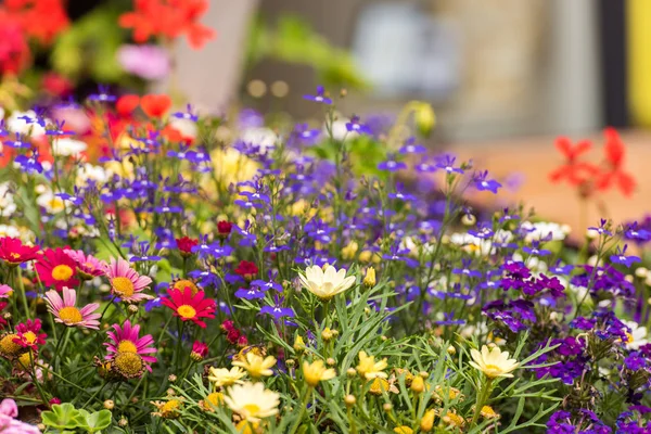 Flores silvestres brillantes. Primer plano . —  Fotos de Stock