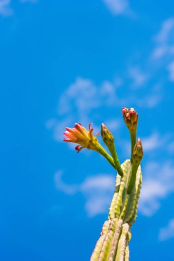 Çiçekli kaktüs mavi gökyüzü. Metin için yer kopyalayın. Yakın çekim. Dikey.