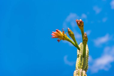 Çiçekli kaktüs mavi gökyüzü. Metin için yer kopyalayın. Yakın çekim.