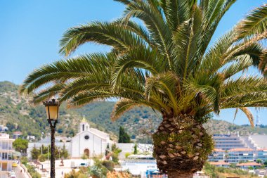 Palmiye ağacı yakın çekim Ermita de Sant Sıvas, Sitges, Barcelona, Catalunya, İspanya kilise bir arka plan üzerinde. 