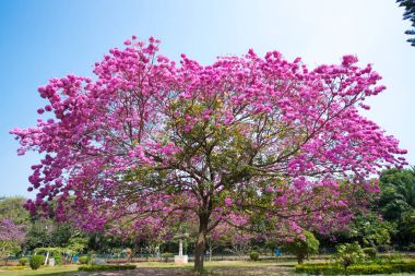 Güzel büyük ağaç Hindistan, açık mor çiçeği ile.
