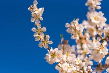 Mavi gökyüzüne karşı badem dalları çiçeklenme. Metin için yer kopyalayın.