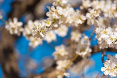 Mavi gökyüzüne karşı badem dalları çiçeklenme. Arka plan bulanık.      