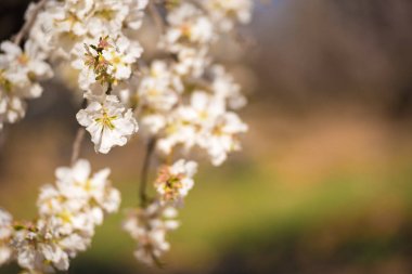 Badem çiçekli dallar, yakın çekim. Arka plan bulanık.      
