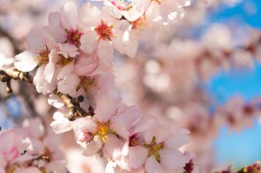 Badem çiçeği, makro. Arka plan bulanık. Yakın çekim.