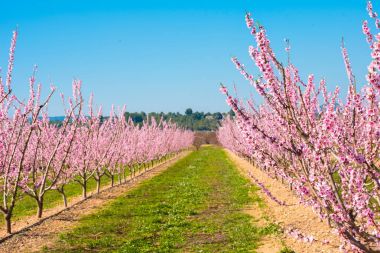 Mavi gökyüzü karşı çiçekli badem ağaçların hatları.