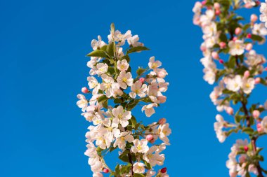 Elma çiçeği ve gökyüzü. Üzerinde mavi arka plan izole.                                   