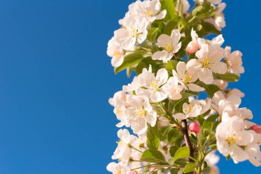 Elma çiçeği ve gökyüzü. Yakın çekim. Uzay kopyalayın. Üzerinde mavi arka plan izole.