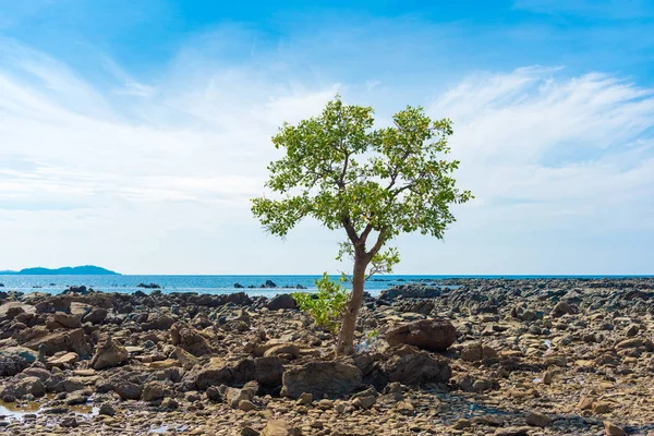 Ngapali beach, Myanmar. Yalnız ağaç. Metin için yer kopyalayın.