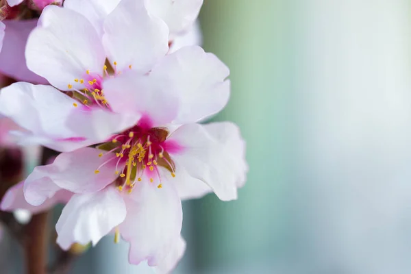 Flowers of an almond tree, a blossoming. Macro. Close-up. — Stock Photo, Image