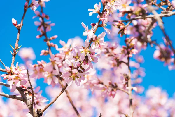 Vernal blooming mandlové stromu. Blue sky pozadí, růžové květy. — Stock fotografie