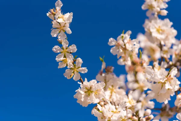 Mavi gökyüzüne karşı badem dalları çiçeklenme. Metin için yer kopyalayın.