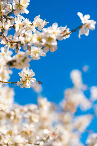 Kvetoucí mandloň větve proti modré obloze. Rozmazané pozadí. Vertikální. — Stock fotografie
