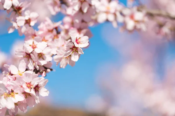 Růžový kvetoucích mandloní stromy proti modré obloze, rozmazané pozadí. Detail. — Stock fotografie