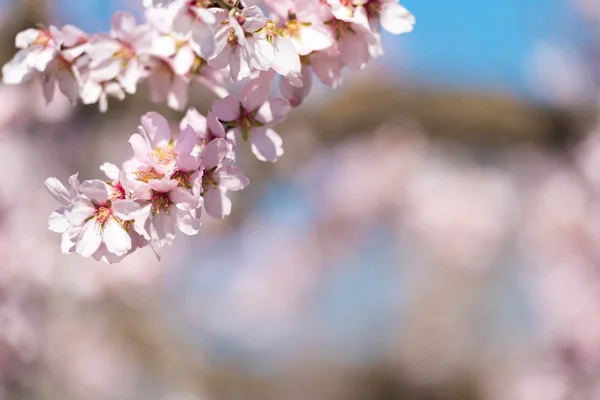 Almendros florecientes rosados contra el cielo azul, fondo borroso. Primer plano . — Foto de Stock