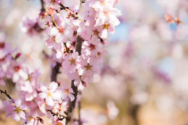 Jarní kvetoucí mandloň, růžové květy. Rozmazané pozadí. Detail. — Stock fotografie