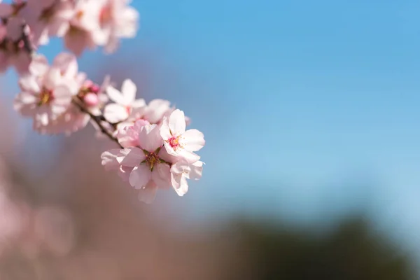 Almendros rosados contra el cielo azul. Copia espacio para texto. Fondo borroso. Primer plano . — Foto de Stock