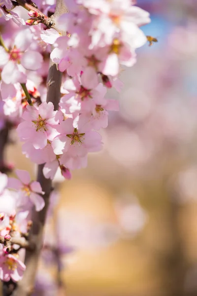 Jarní kvetoucí mandloň, růžové květy. Svisle. Rozmazané pozadí. Detail. — Stock fotografie