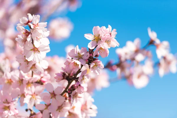 Růžový květ mandloňových sadů proti modré obloze. Rozmazané pozadí. Detail. — Stock fotografie