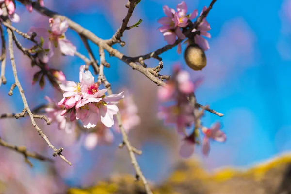 Almendros rosados contra el cielo azul. Fondo borroso. Primer plano . — Foto de Stock