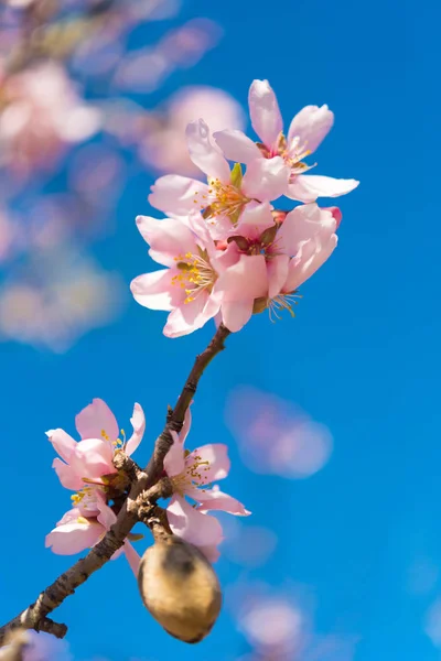 Viento de almendras en flor contra el cielo azul, macro. Vertical . — Foto de Stock