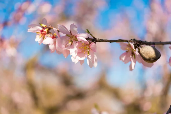Růžový květ mandloňových sadů proti modré obloze. Rozmazané pozadí. Detail. — Stock fotografie