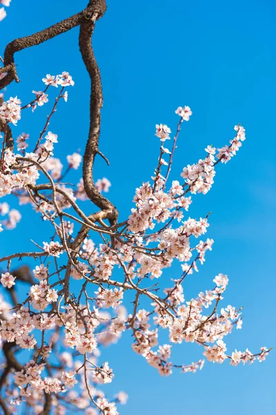 Vernal blooming mandlové stromu. Růžové květy na pozadí modré oblohy. Vertikální. — Stock fotografie