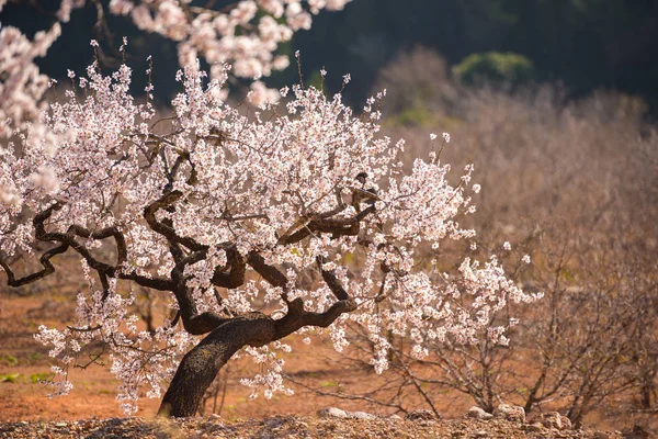 花咲くアーモンドの木。コピー スペース. — ストック写真