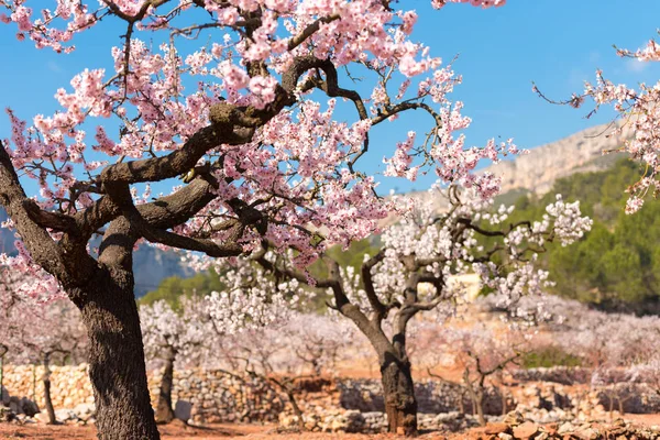 Almendros con flores en el bosque de España . — Foto de Stock