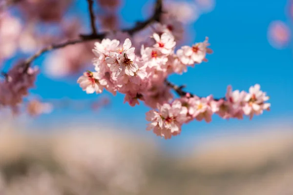 Almendros con flores contra el cielo azul, fondo borroso . — Foto de Stock