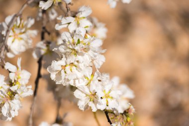 Mavi gökyüzüne karşı badem dalları çiçeklenme. Bokeh arka plan.                                                         