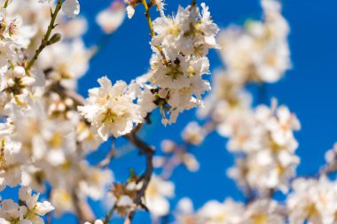Mavi gökyüzüne karşı badem Şubesi çiçeklenme.                                                        