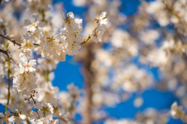 Mavi gökyüzüne karşı badem dalları çiçeklenme. Arka plan bulanık.                                                         