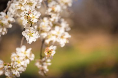 Badem çiçekli dallar, yakın çekim. Arka plan bulanık.      