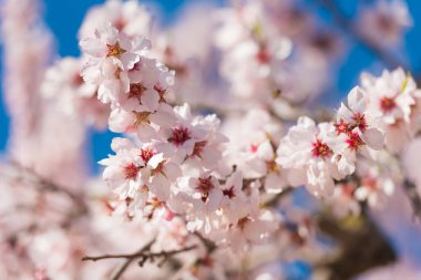 Vernal blooming badem ağacının bir. Mavi gökyüzü arka plan, pembe çiçekler. Yakın çekim.